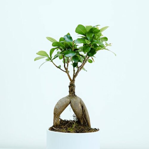 Bibendum turpis porttitor