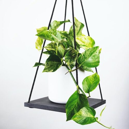 Suspendisse bibendum