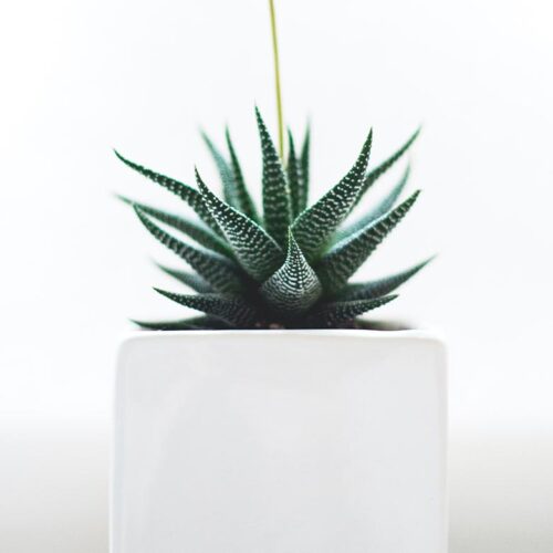 Laculis suscipit blandit