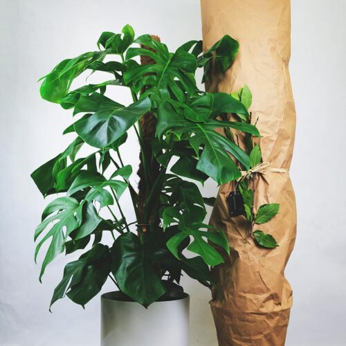 Donec faucibus scelerisque